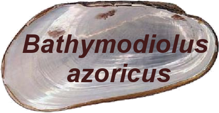 Bathymodiolus